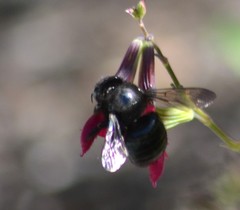 Xylocopa tabaniformis orpifex