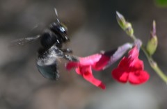 Xylocopa tabaniformis orpifex