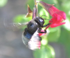 Xylocopa tabaniformis orpifex