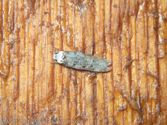 Endrosis sarcitrella