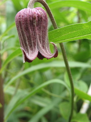 Clematis pitcheri