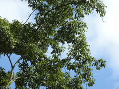 Stereospermum chelonoides