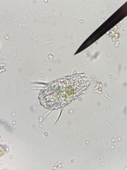 Euglypha