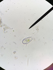 Euglypha