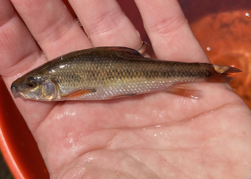 Creek chubsucker (Erimyzon oblongus) — Catostomidae