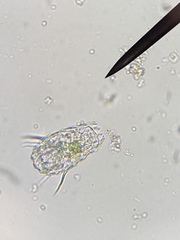 Euglypha