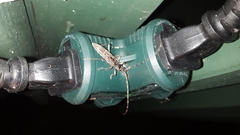 Elytrimitatrix undata