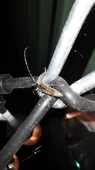 Elytrimitatrix undata