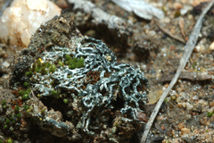 Aspicilia filiformis