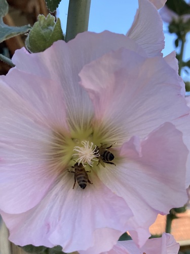 Western Honey Bee