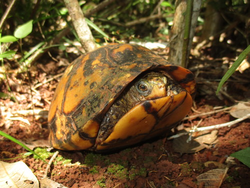 Yucatán Box Turtle