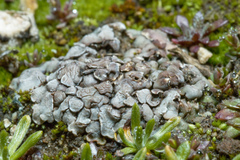 Psora cerebriformis