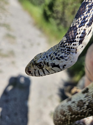 iNaturalist observation 2025-06-26