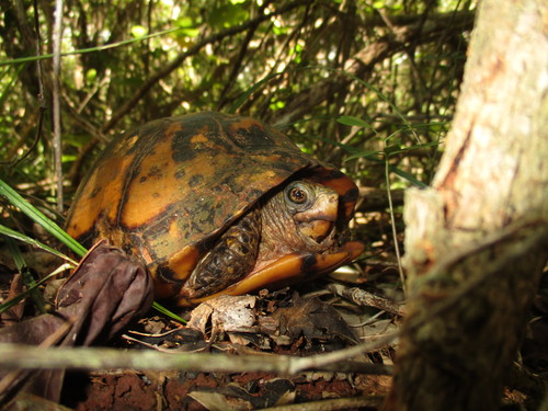 Yucatán Box Turtle