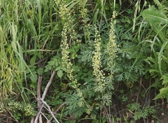 Artemisia franserioides