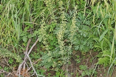 Artemisia franserioides