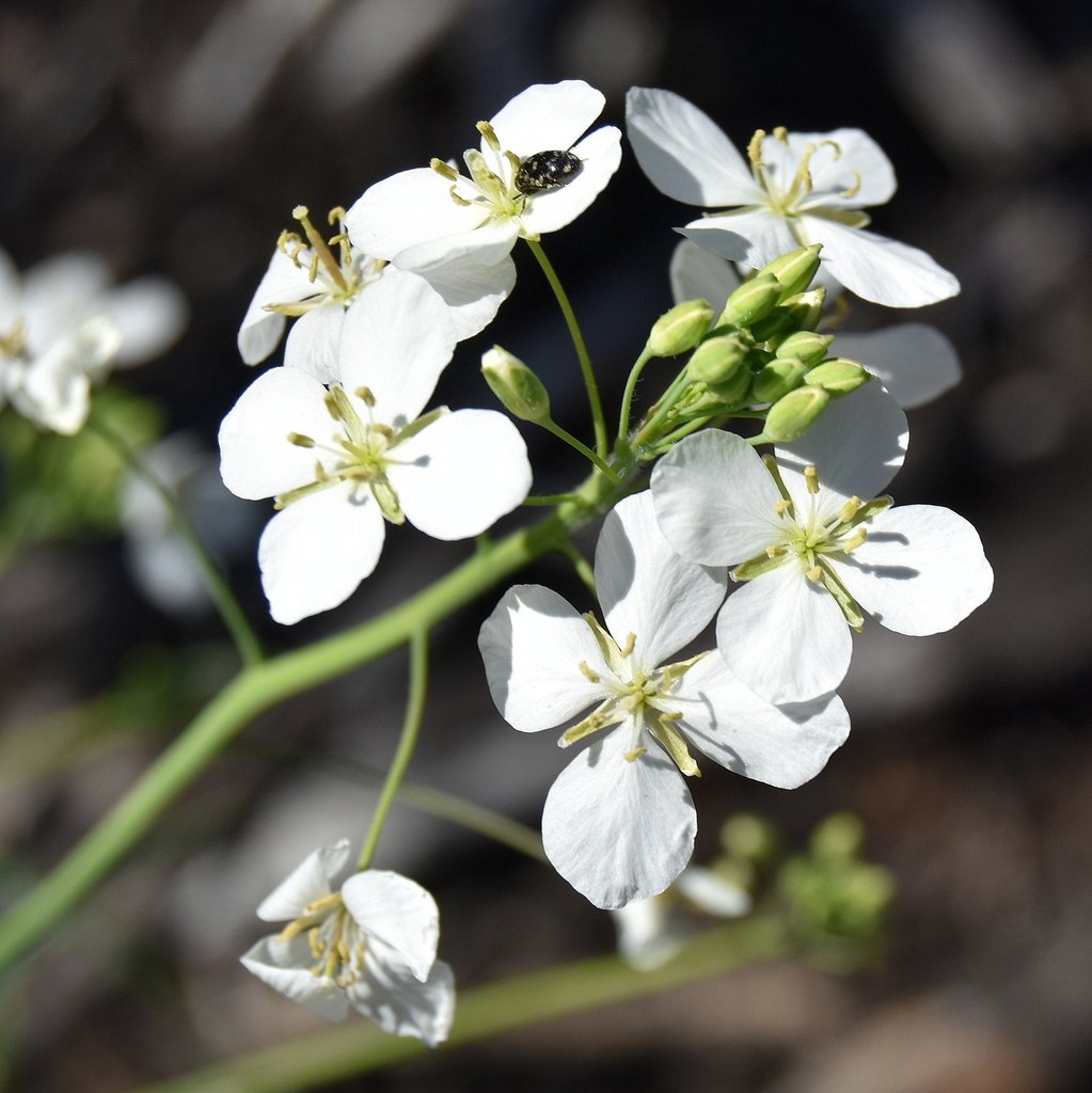 Clasping Sunspurge
