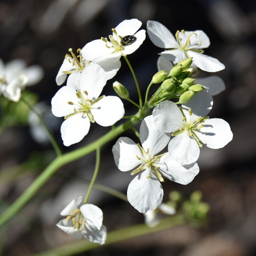 Heliophila amplexicaulis