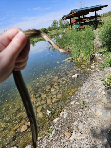 iNaturalist observation 2025-06-26