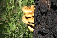 Pholiota adiposa