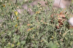 Polemonium pauciflorum