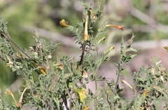 Polemonium pauciflorum