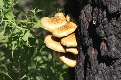 Pholiota adiposa