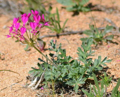 Pelargonium incrassatum