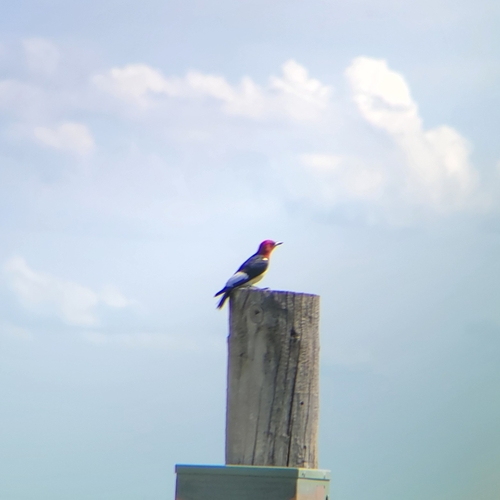 Red-headed Woodpecker