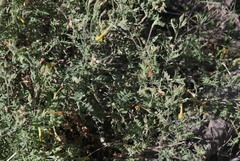 Polemonium pauciflorum