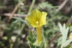 Polemonium pauciflorum