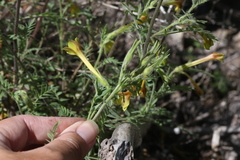 Polemonium pauciflorum