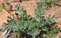 Pelargonium incrassatum