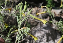 Polemonium pauciflorum