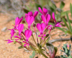 Pelargonium incrassatum