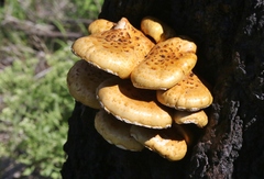Pholiota adiposa