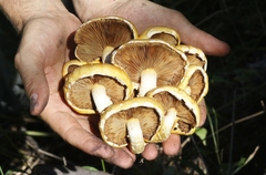 Pholiota adiposa