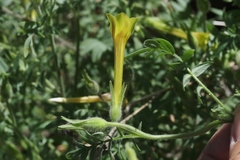 Polemonium pauciflorum