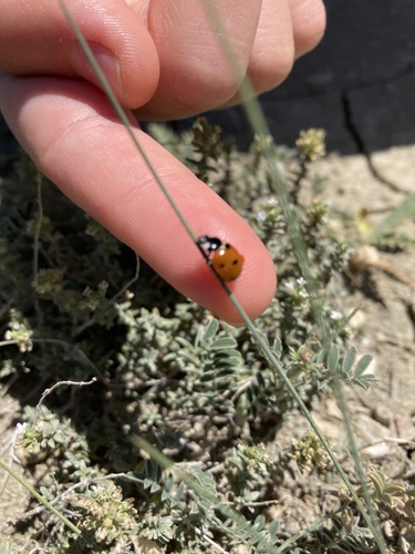 Seven-spotted Lady Beetle