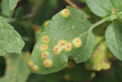 Puccinia biporula