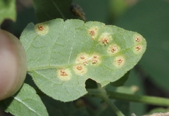 Puccinia biporula