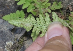 Woodsia plummerae