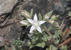 Sedum cockerellii
