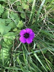 Geranium psilostemon