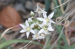 Allium plummerae