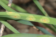 Puccinia granulispora