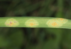 Puccinia granulispora