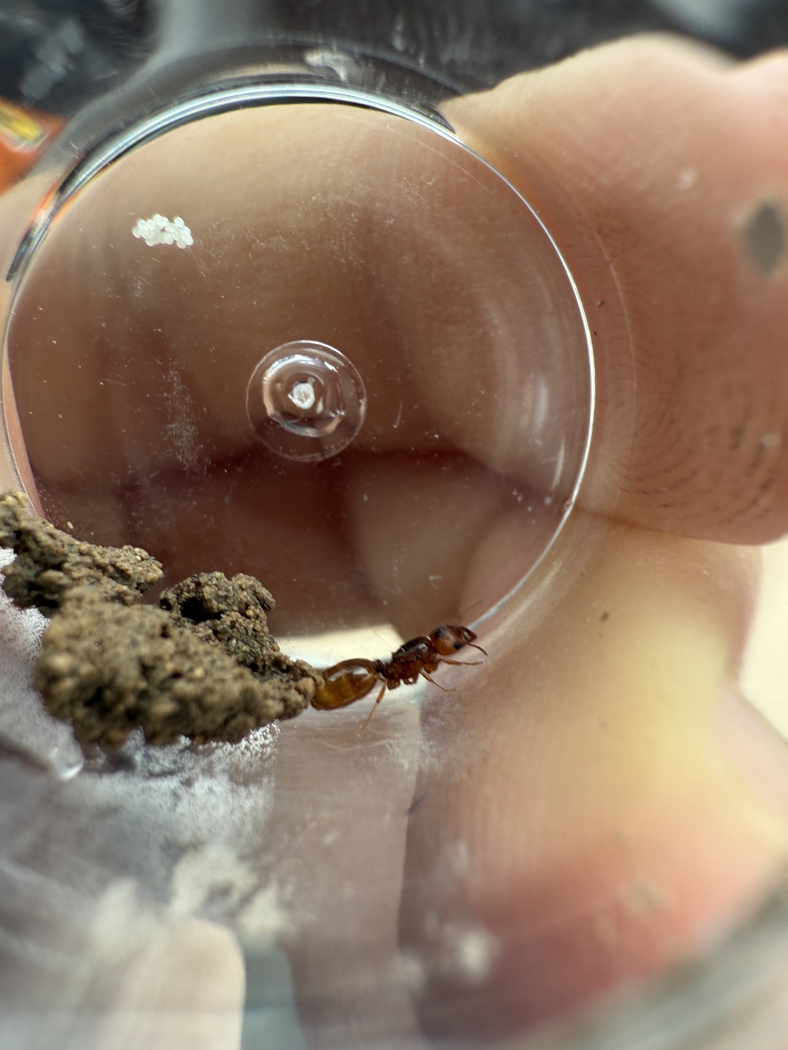 Pheidole pinealis