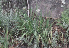 Allium plummerae