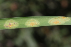 Puccinia granulispora